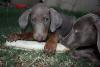 Stanislaus Dobe and Weim pups